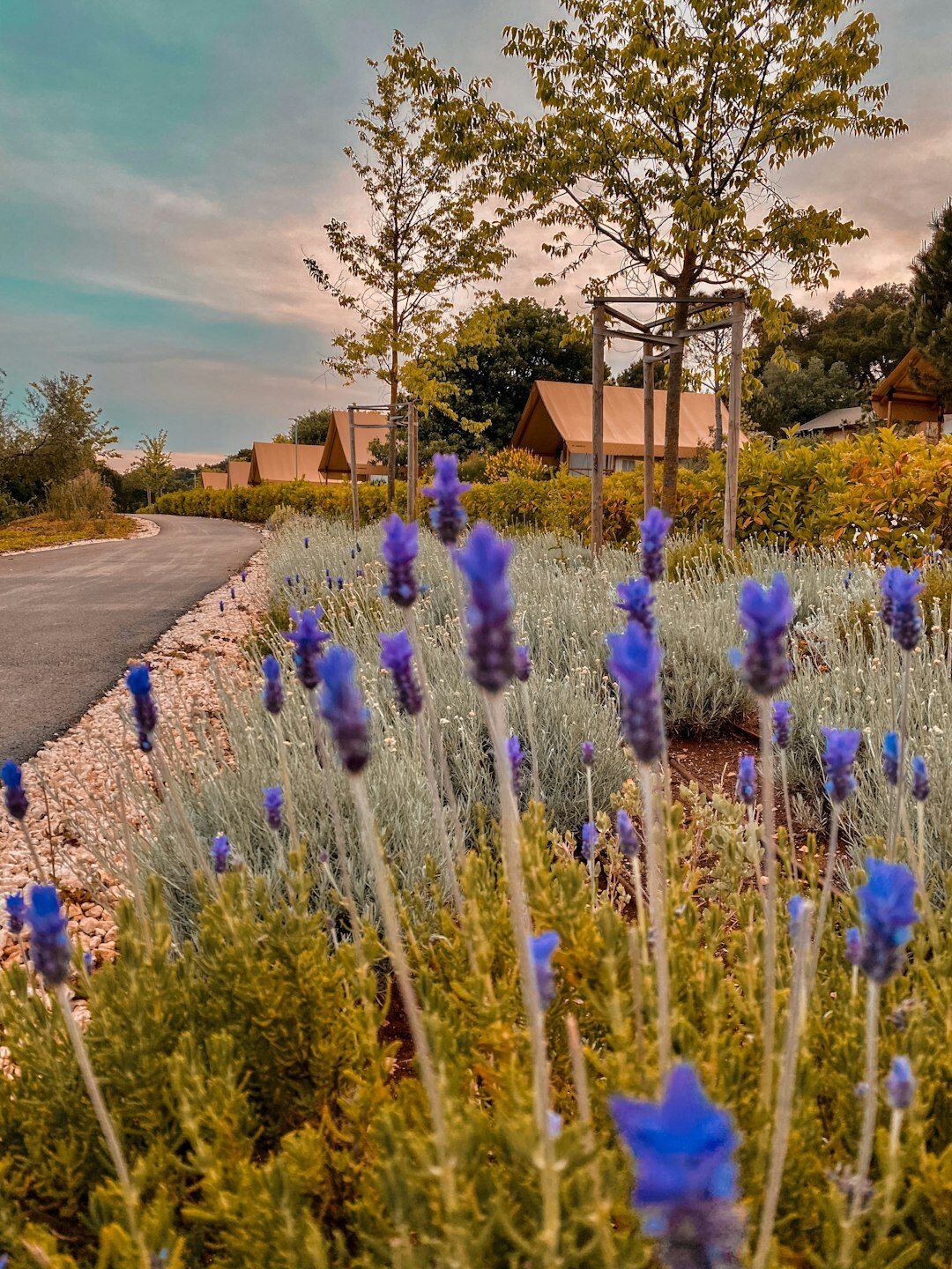 Seniors visiting a lavender field in Istria Croatia